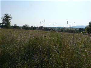 TML_6510_096_Bohunice - Lúka s Alopecurus pratensis, Sanguisorba officinalis